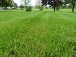 Uncut Grass (3).JPG