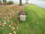 leaf cleanup 1.jpg