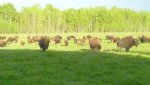 bison june 2014 006.jpg