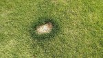 Lawn circle.JPG