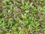 Weeds 096.jpg