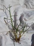 grass.jpg