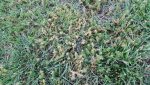 Knawel Lawn weed 2.jpg
