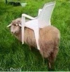 Ride-on-lawnmower-sheep (Small).jpg