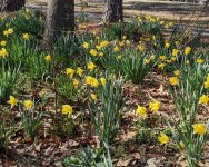 daffodil-4800.jpg