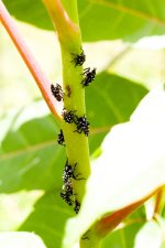 IMG_7522s.jpg