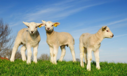 Lambs.png
