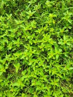 Wild-Weed-1024.jpg