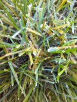 Rusty grass blades.jpeg