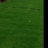 grassmaster26