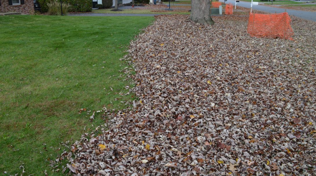 Another leaf job