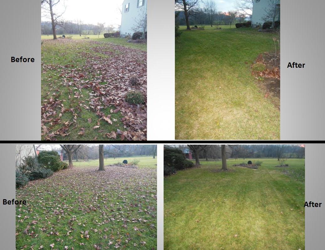 Before and After Leaf Clean-up